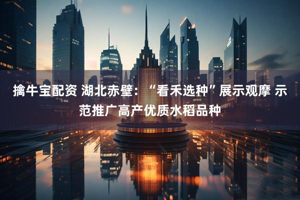 擒牛宝配资 湖北赤壁：“看禾选种”展示观摩 示范推广高产优质水稻品种